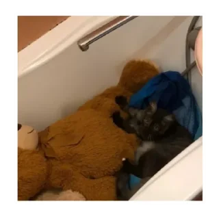 Стикер Куцик - 8