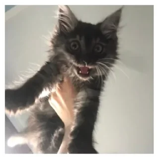 Стикер Куцик - 7