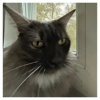 Стикер Куцик - 9