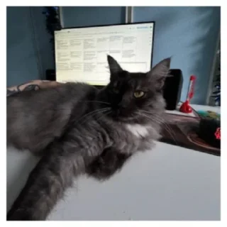 Стикер Куцик - 2