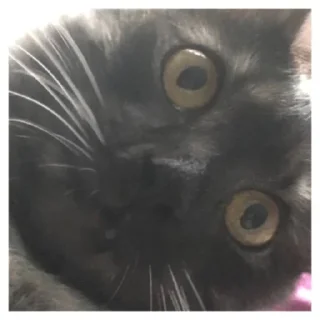 Стикер Куцик - 1