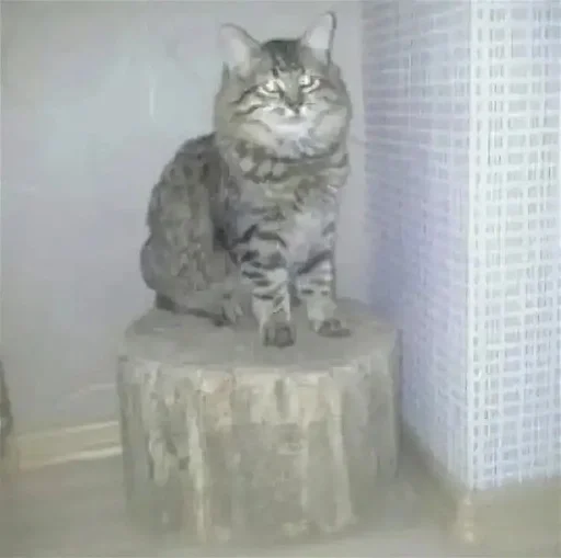 кошка животное кошки малого и среднего размера