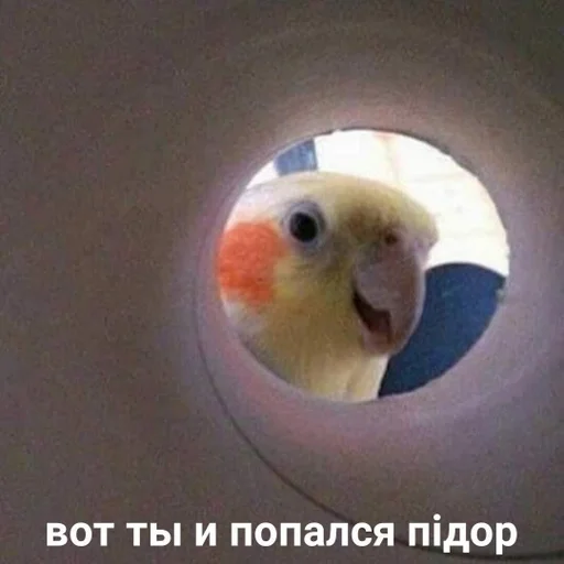 попугай животное птица