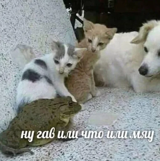 животное млекопитающее СМС