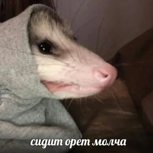 Sticker Awesome Possum - 11