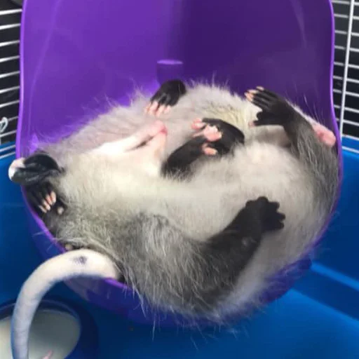 Sticker Awesome Possum - 8