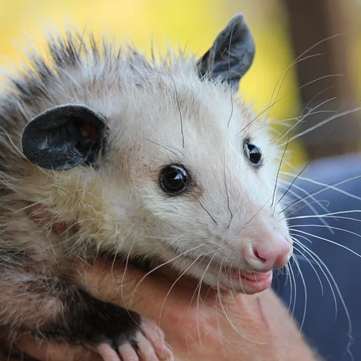 Sticker Awesome Possum - 5