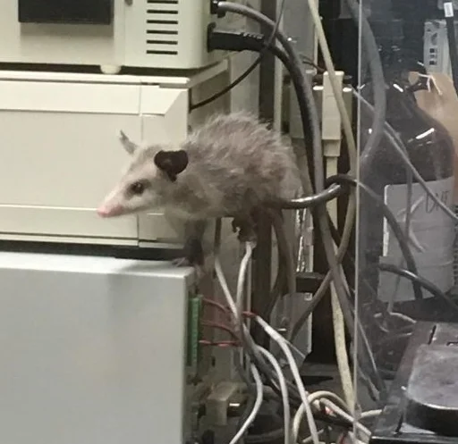 Sticker Awesome Possum - 4