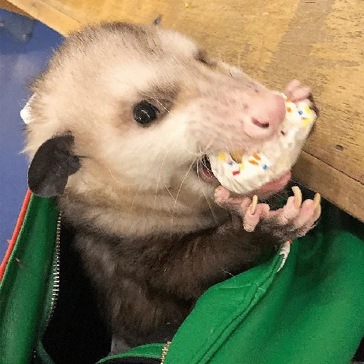 Sticker Awesome Possum - 3