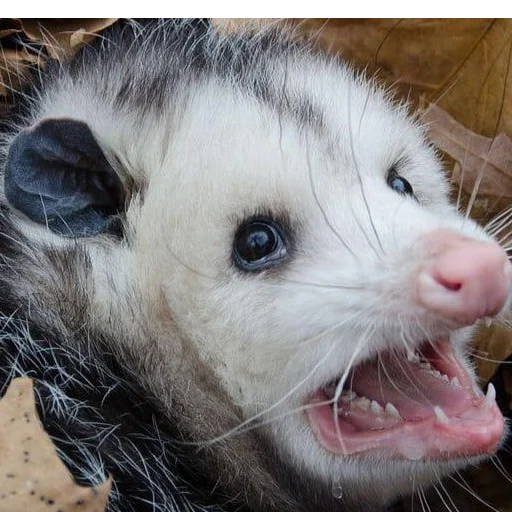 Sticker Awesome Possum - 1