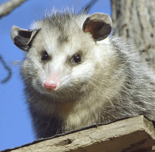 Sticker Awesome Possum - 0