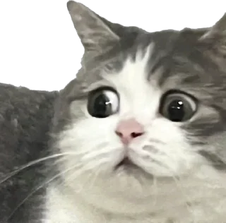 Sticker Xaxaxaxa - 0