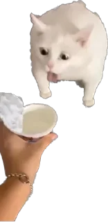 Sticker Xaxaxaxa - 9