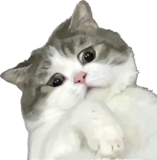 Sticker Xaxaxaxa - 1