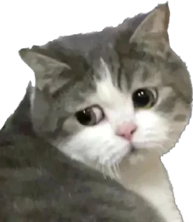 Sticker Xaxaxaxa - 7