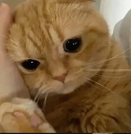 Стикер Barevcitik :: @fStikBot - 9