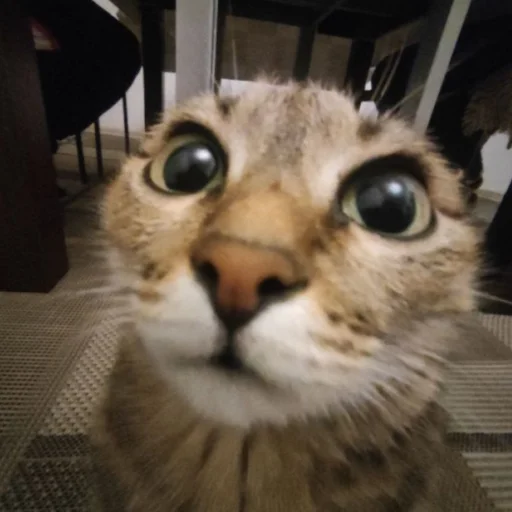 Фан клуб Атяты, Аята, Олега и кошевки Микасы дурочки - 