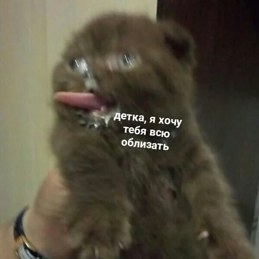 Sticker Солянка мемов(для дурачков) - 11