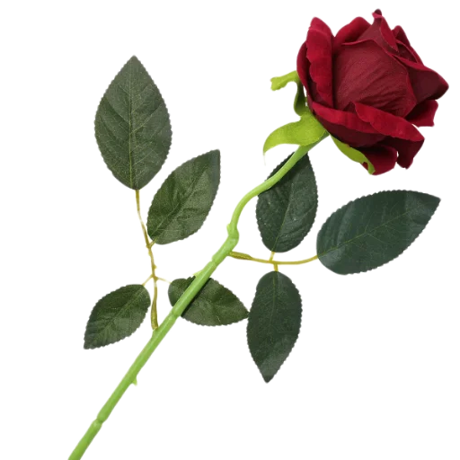 растение роза лепесток