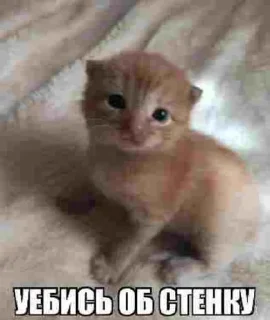 Sticker Больше стиков тут: @stikery4 - 11