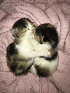 Sticker silens💞dmivzi - 6