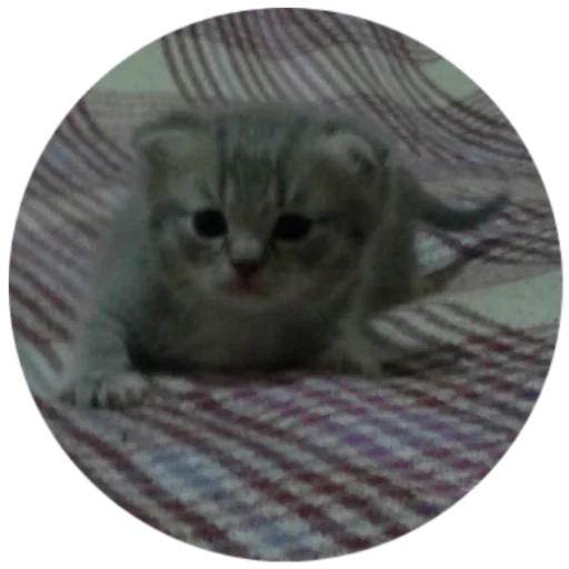 Sticker BANGLADESH50 - 1