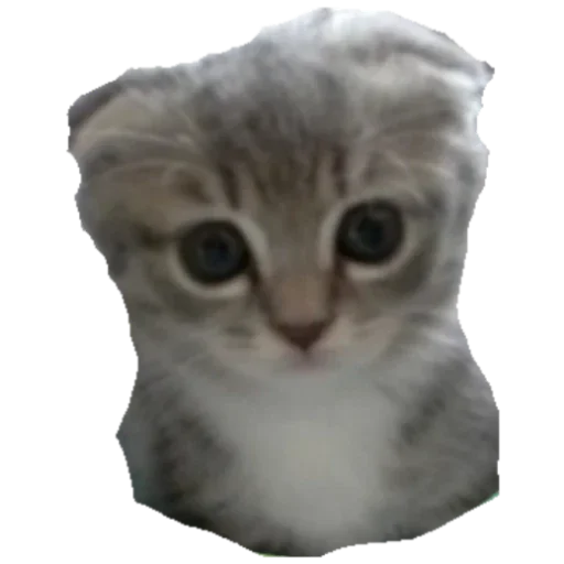 Sticker BANGLADESH50 - 1