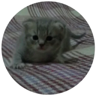 Стикер БАНГЛАДЕШ - 4