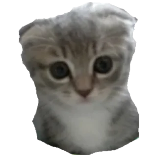 Стикер БАНГЛАДЕШ - 1