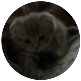 Стикер БАНГЛАДЕШ - 3