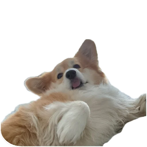 Sticker BARABULKA78 - 1