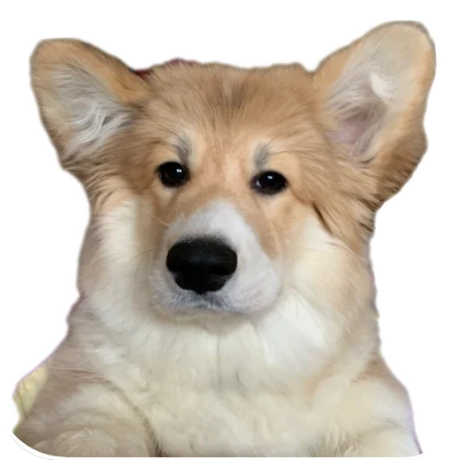 Sticker BARABULKA78 - 1