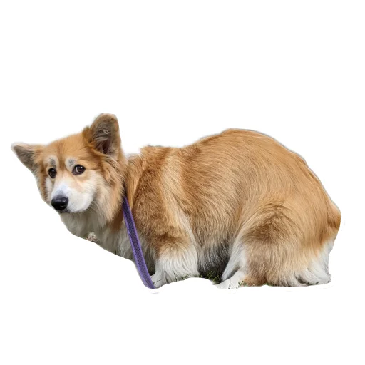 Sticker BARABULKA78 - 1