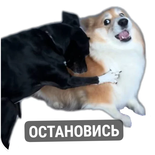 Sticker BARABULKA78 - 1