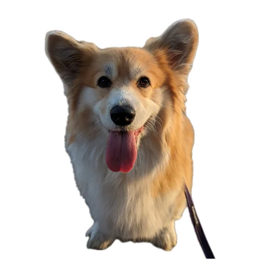 Sticker BARABULKA78 - 1