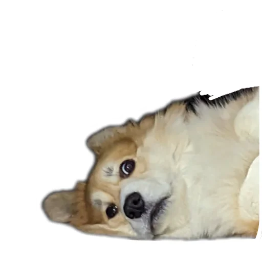 Sticker BARABULKA78 - 1