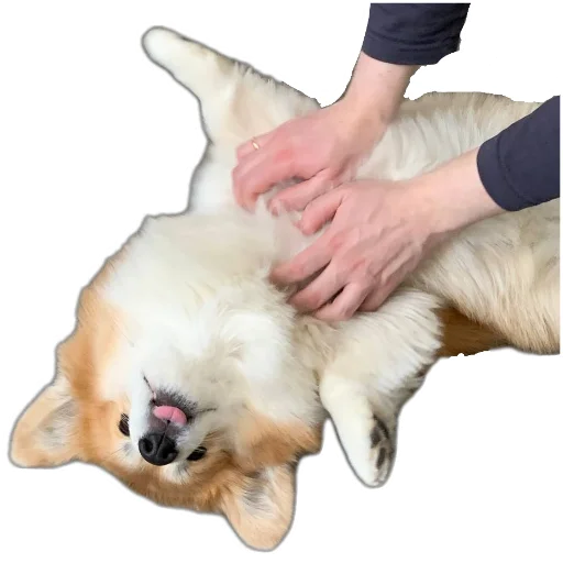 Стикер BARABULKA78 - 1