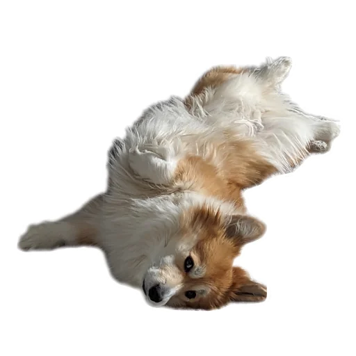 Стикер BARABULKA78 - 1