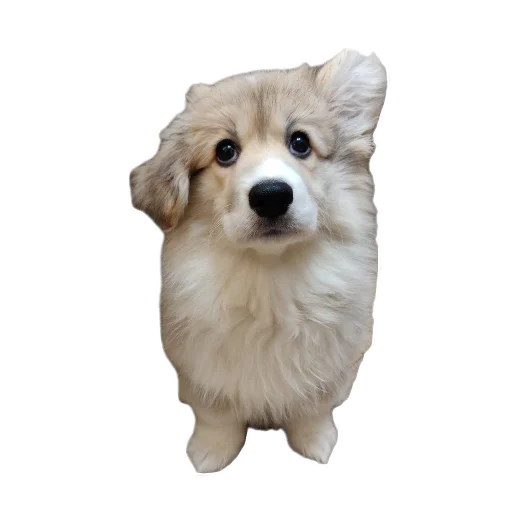 Sticker BARABULKA78 - 1