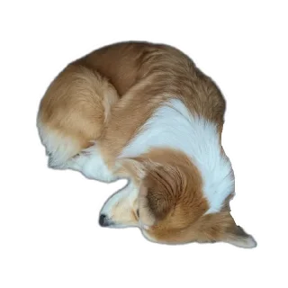 Sticker БАРАБУЛЬКА - 1