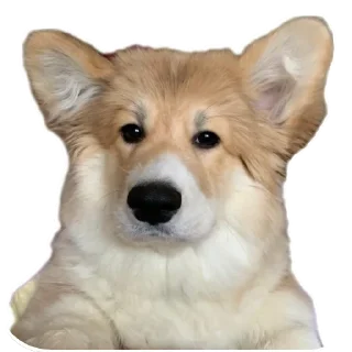 Sticker БАРАБУЛЬКА - 10