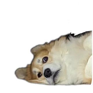 Sticker БАРАБУЛЬКА - 4