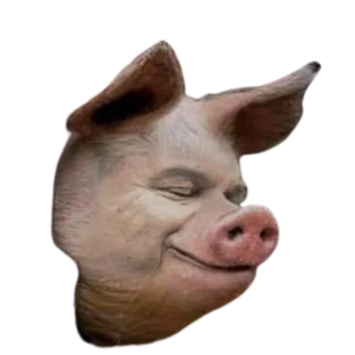 swine pig domestic pig