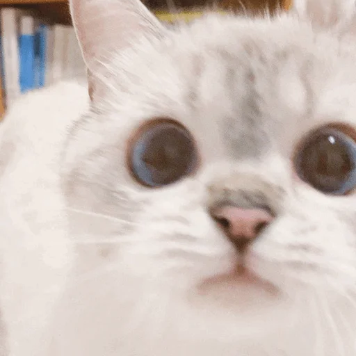 ~Cute Cat 🐈 - кошки малого и среднего размера