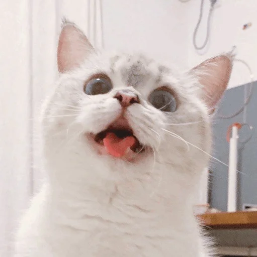 млекопитающее животное кошка