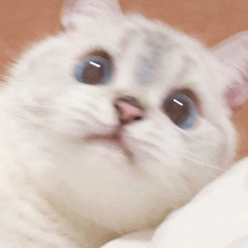 млекопитающее животное кошка