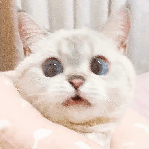 кошка кошки малого и среднего размера усы