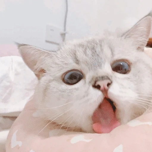 млекопитающее животное кошка