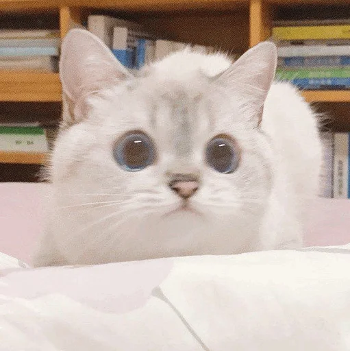 животное млекопитающее кошки малого и среднего размера