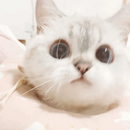 млекопитающее животное кошка